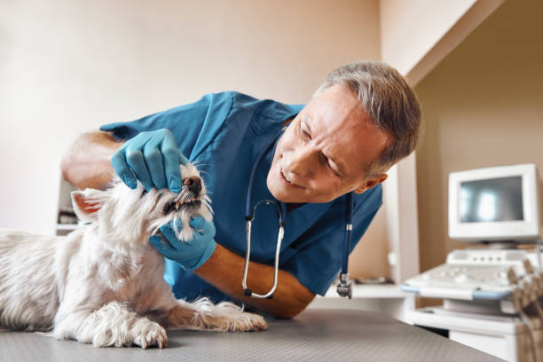 Best Emergency Dental Extractions in Wiggins, CO